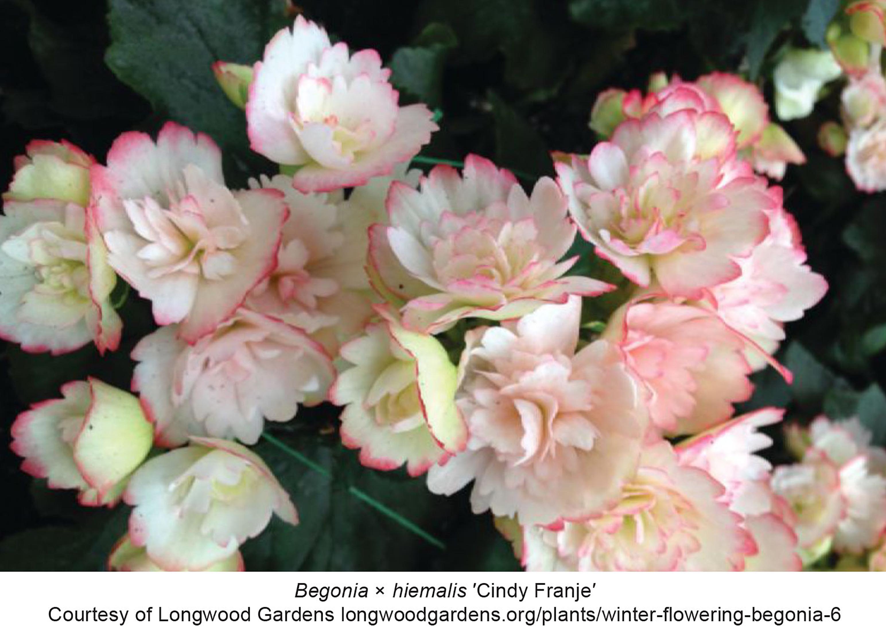 B. ‘Cindy Franje’